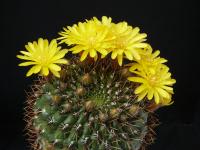 Thumbnail of 0790_Matucana aureiflora_20170514_01.JPG